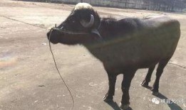 关于牛不啦的最新爆料,揭秘娱乐圈惊人内幕